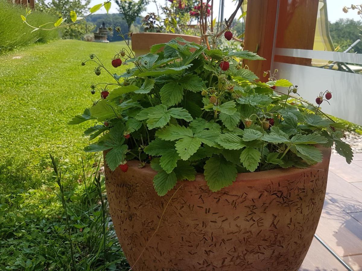 B&B Villa Angelina Rogaška Slatina Zewnętrze zdjęcie